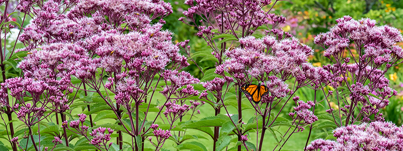 Monarch butterfly on pink joe pye weed