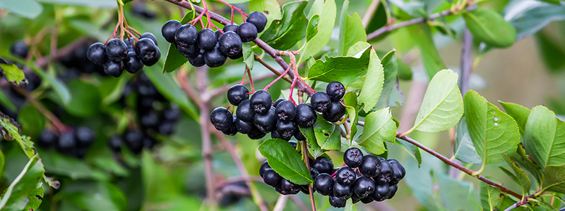 Clusters of aronia on branches