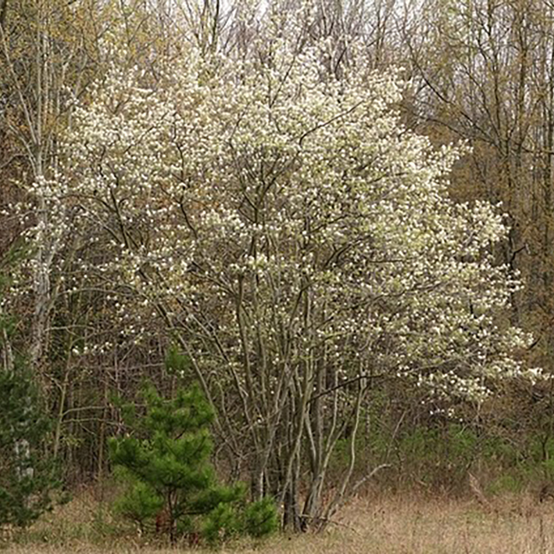 Downy Serviceberry Downy Serviceberry