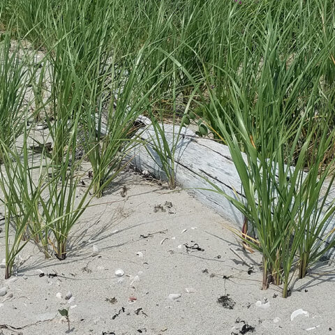 Beach & Dune Ecosystems | The Land Trust of West Haven Connecticut