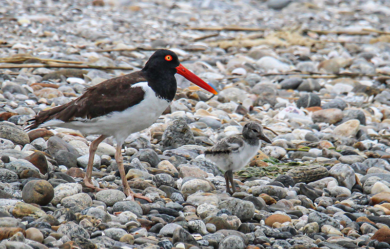 Oystercatcher Oystercatcher