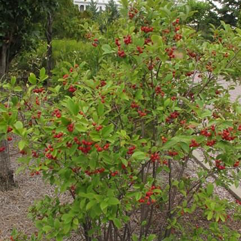 Red Chokeberry Red Chokeberry
