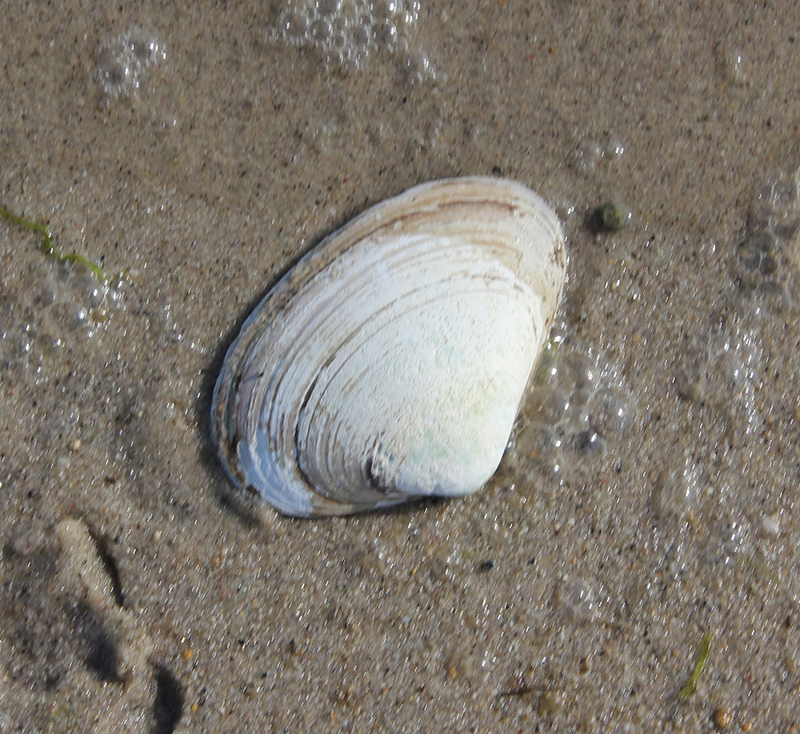 Atlantic Surf Clam Atlantic Surf Clam