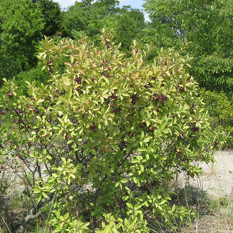 Beach Plum Beach Plum