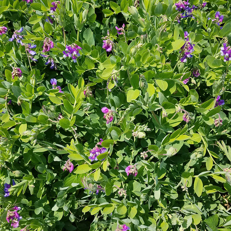 Beach Pea Beach Pea