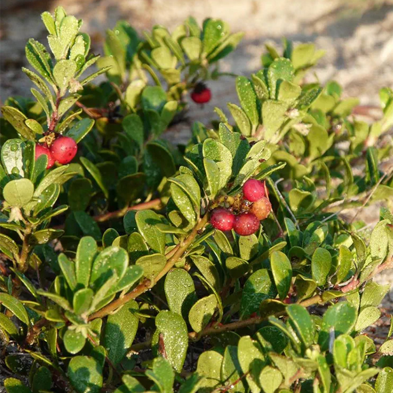 Bearberry Bearberry