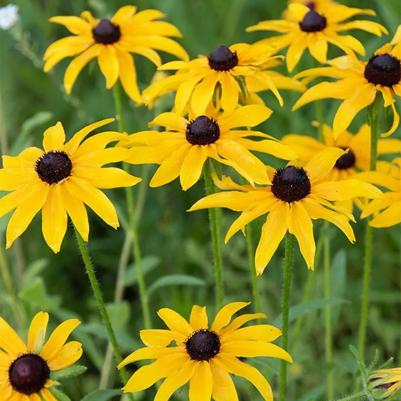 Black Eyed Susan Black Eyed Susan
