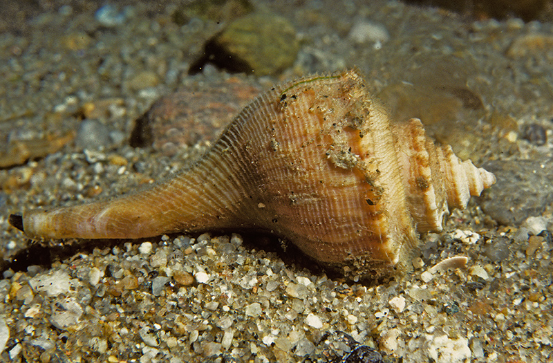 Channeled Whelk Channeled Whelk
