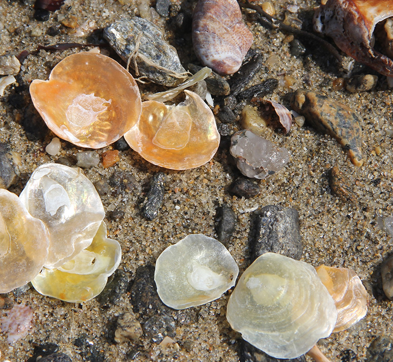 Common Jingle Shells Common Jingle Shells