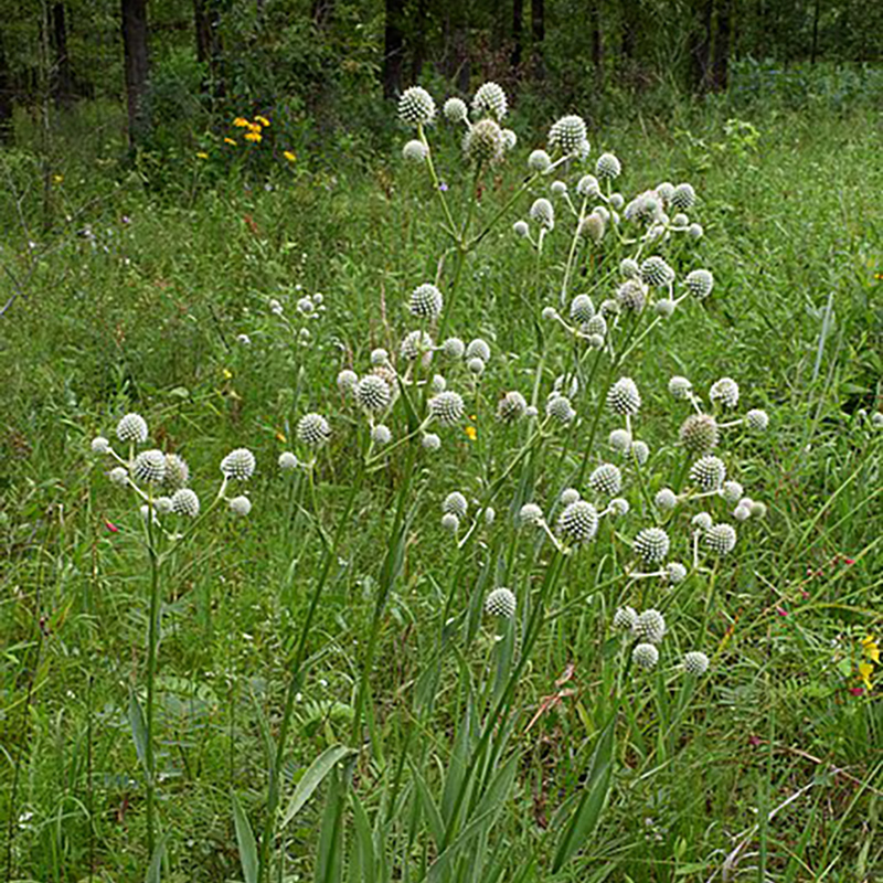 Rattlesnake Master Rattlesnake Master