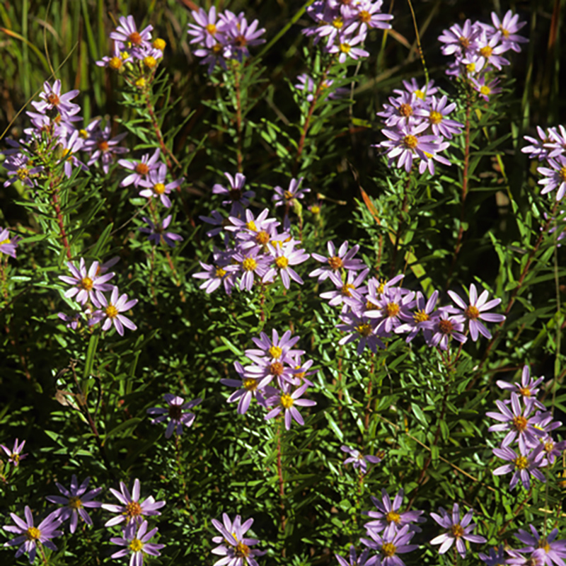 Flax Leaved Aster Flax Leaved Aster