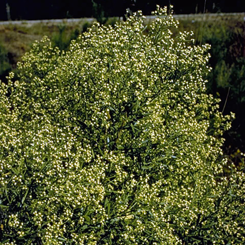 Groundsel Bush Groundsel Bush
