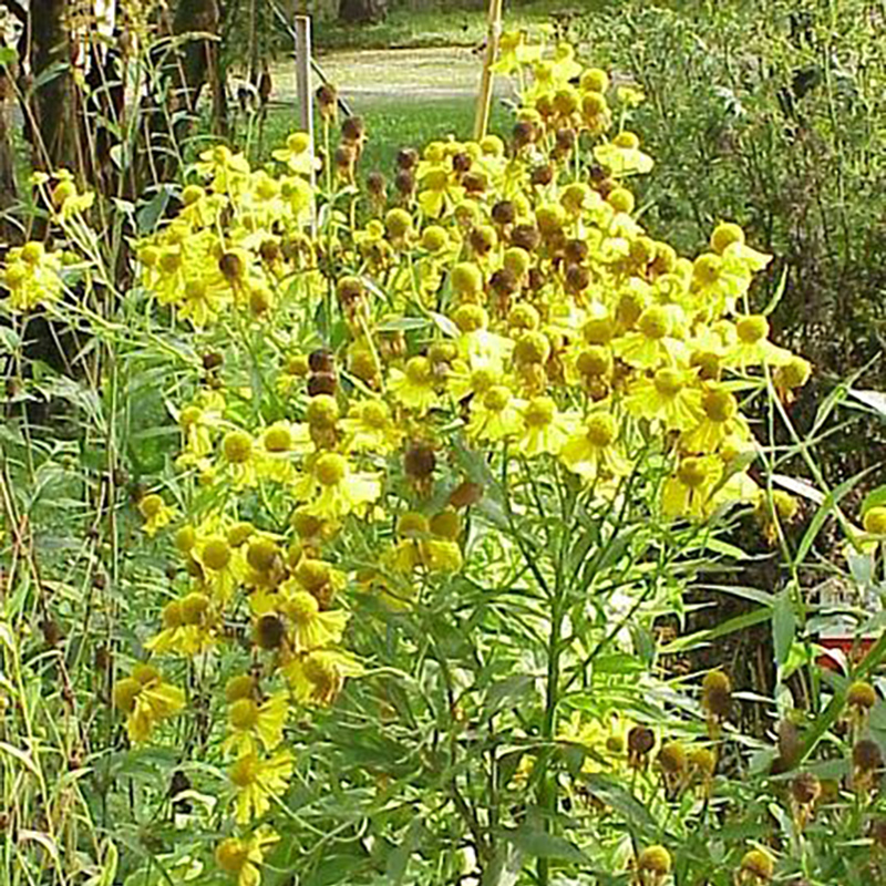 Common Sneezeweed Common Sneezeweed