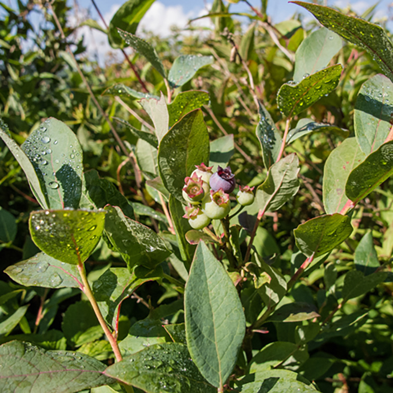 Highbush Blueberry Highbush Blueberry