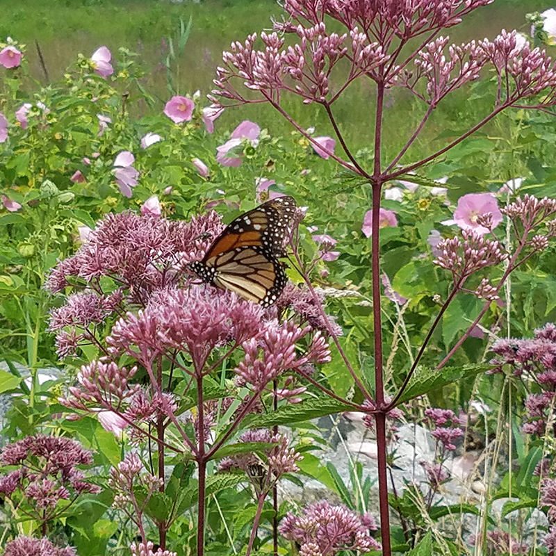 Sweet Scented Joe-Pye Weed Sweet Scented Joe-Pye Weed