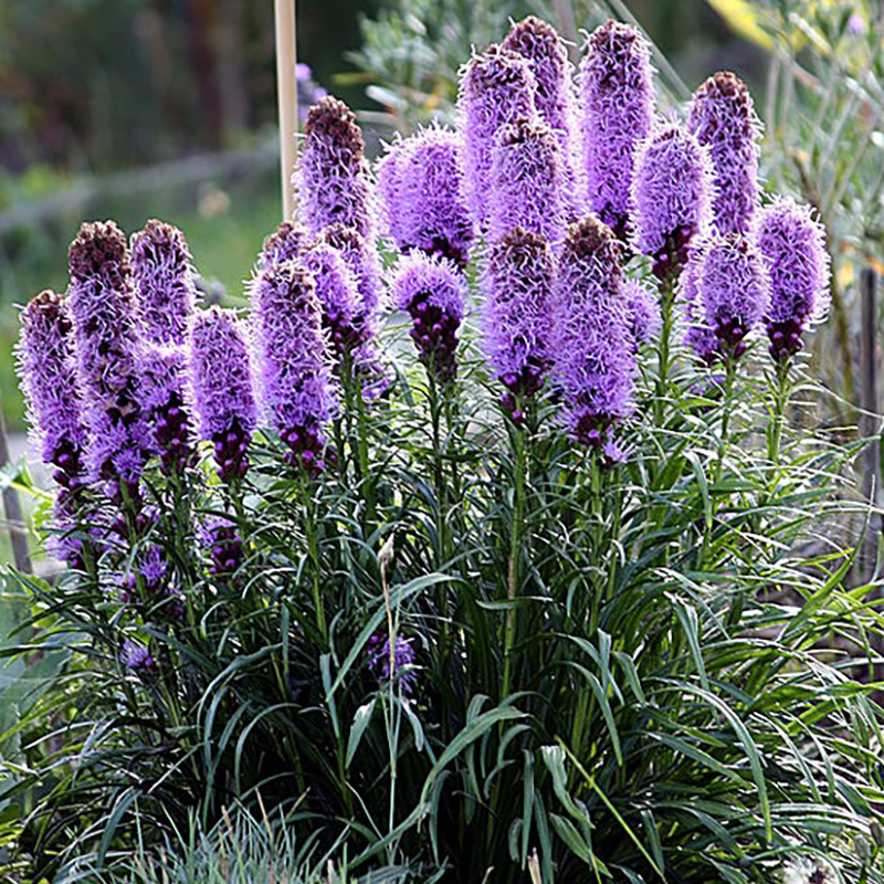 Dense Blazing Star Dense Blazing Star