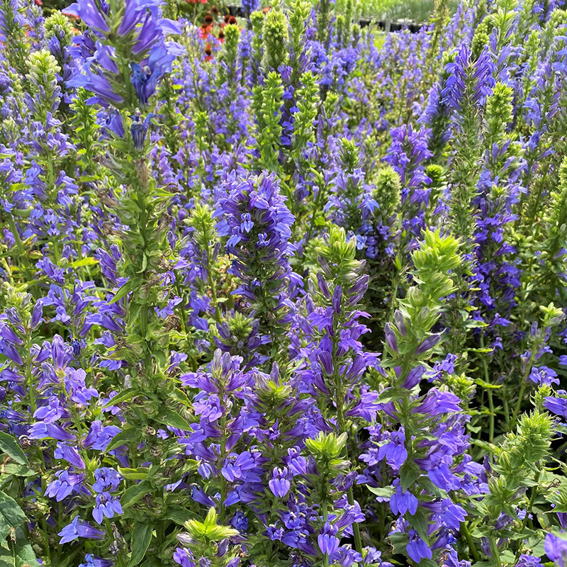 Blue Lobelia Blue Lobelia