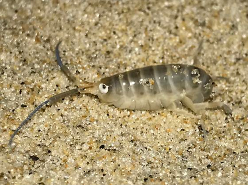 Long Horned Sandhopper Long Horned Sandhopper