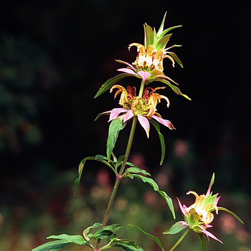 Spotted Horsemint Spotted Horsemint