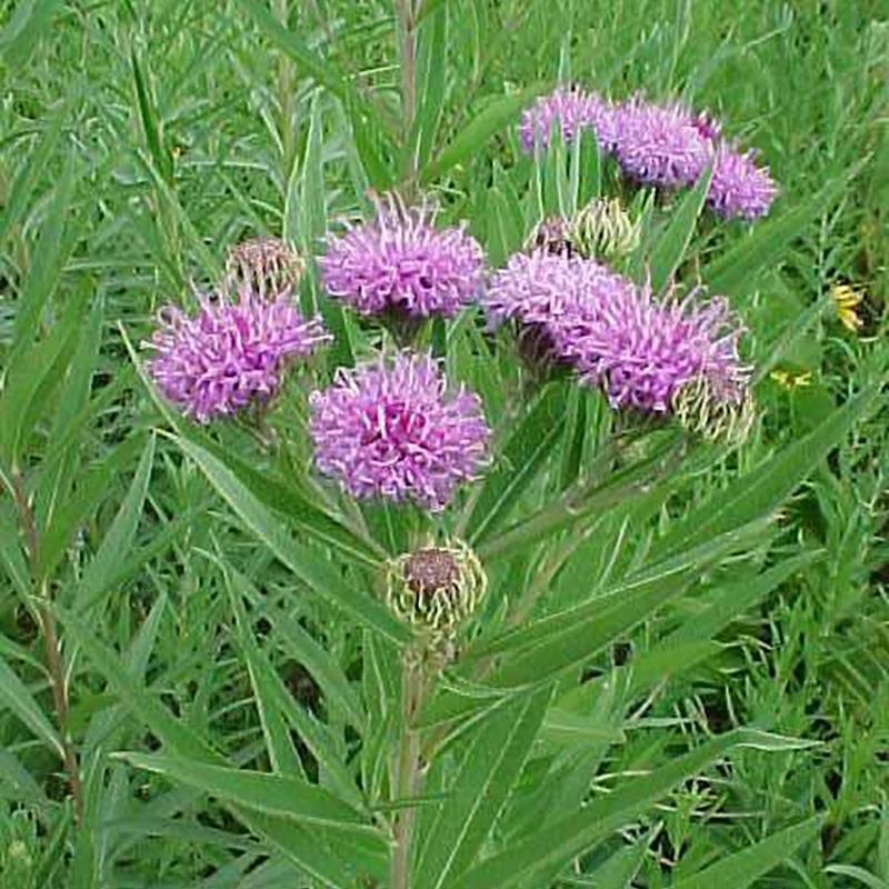 New York Ironweed New York Ironweed