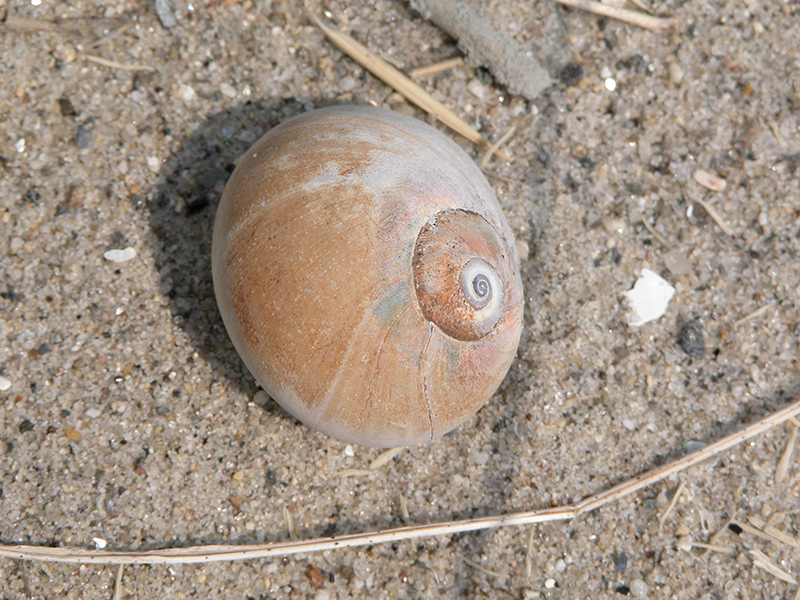 Northern Moon Snail Northern Moon Snail