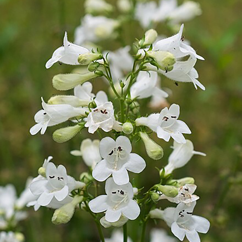 Foxglove Beardtongue Foxglove Beardtongue
