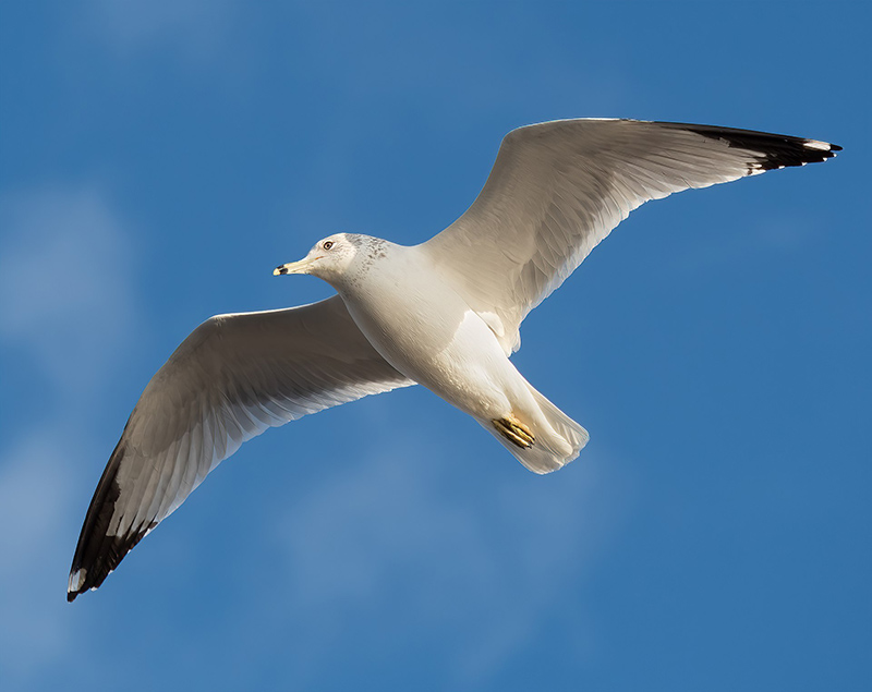 Ring-Billed Gull Ring-Billed Gull