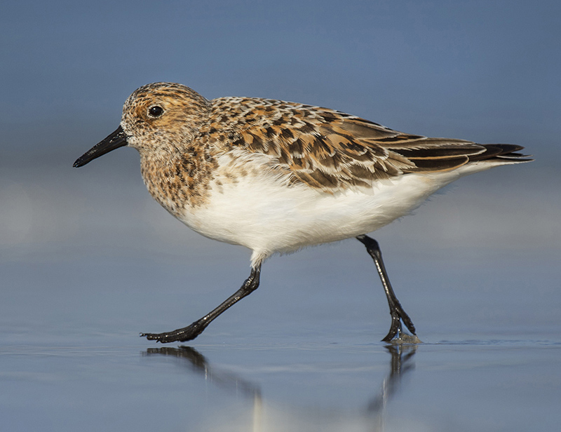 Sanderling Sanderling