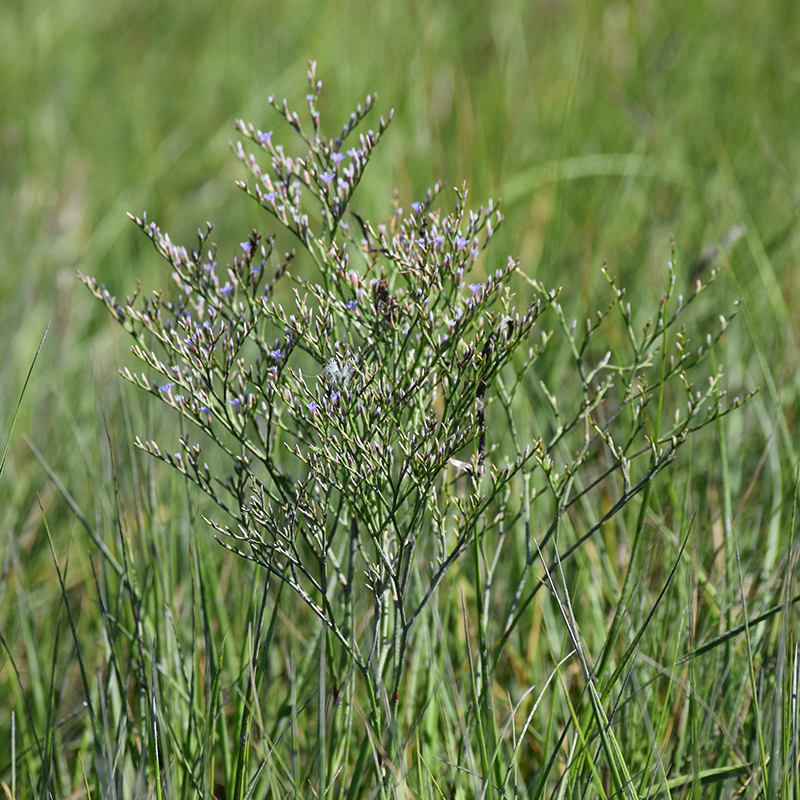 Sea Lavender Sea Lavender
