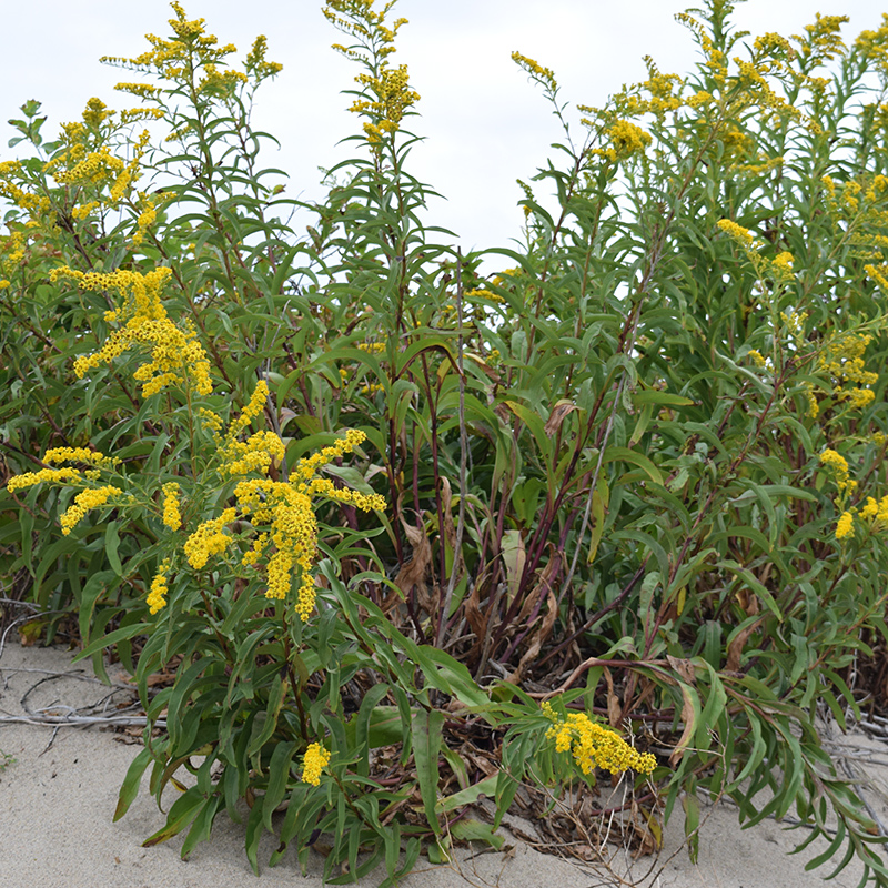 Seaside Goldenrod Seaside Goldenrod