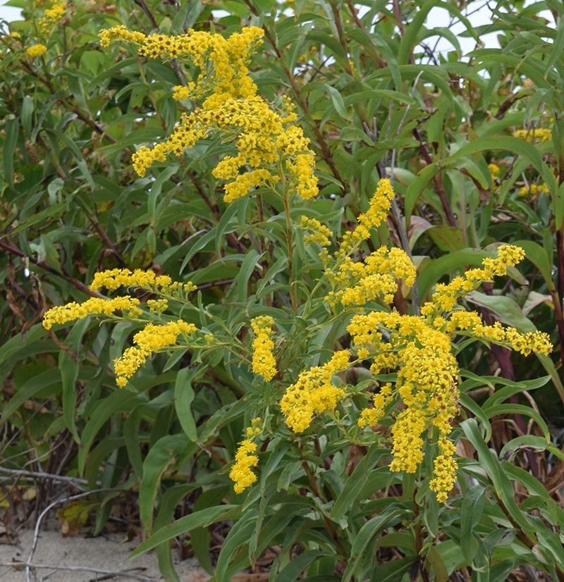 Seaside Goldenrod Seaside Goldenrod
