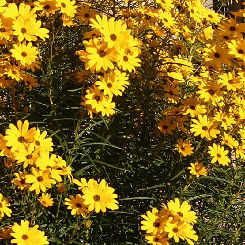 Swamp Sunflower Swamp Sunflower