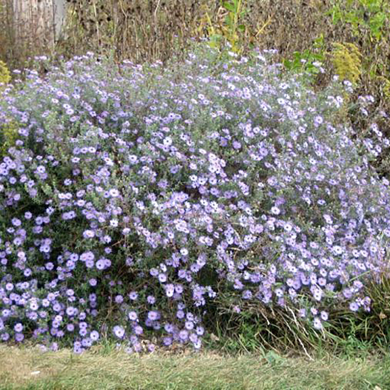 Aromatic Aster Aromatic Aster