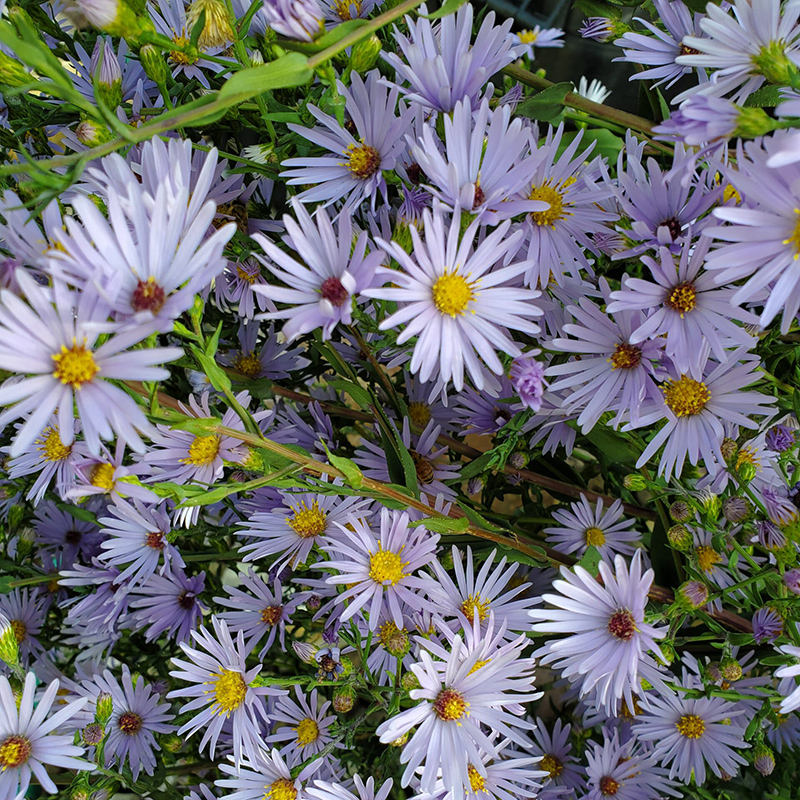 Smooth Aster Smooth Aster