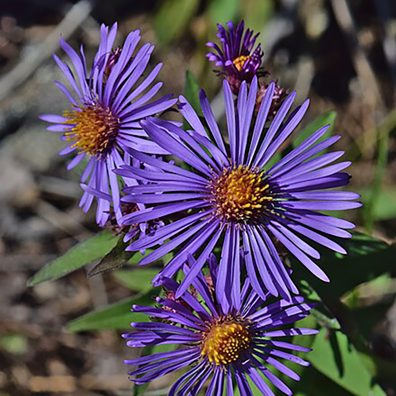 New England Aster New England Aster