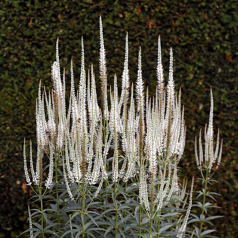 Culver's Root Culver's Root