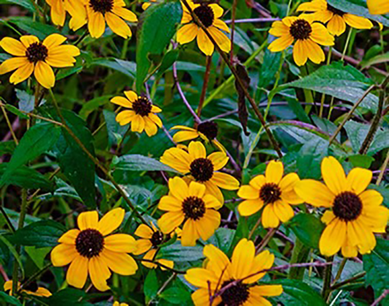 Black Eyed Susan Black Eyed Susan