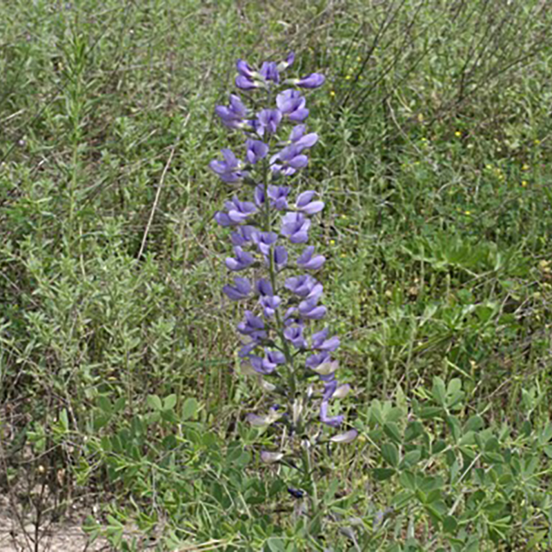 Blue Wild Indigo Blue Wild Indigo
