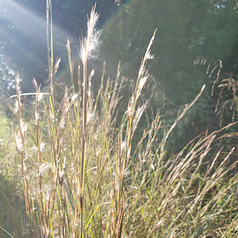 Broomsedge Bluestem Broomsedge Bluestem