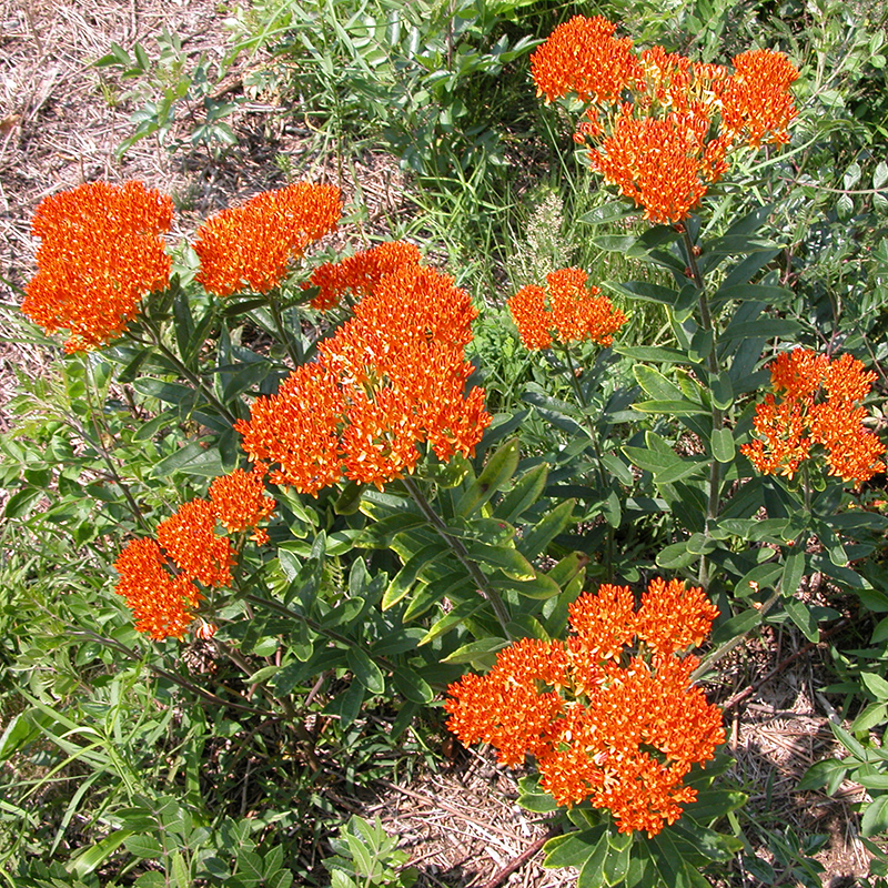 Butterfly Weed Butterfly Weed