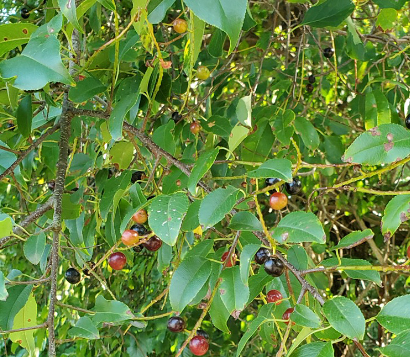 Black Cherry Black Cherry