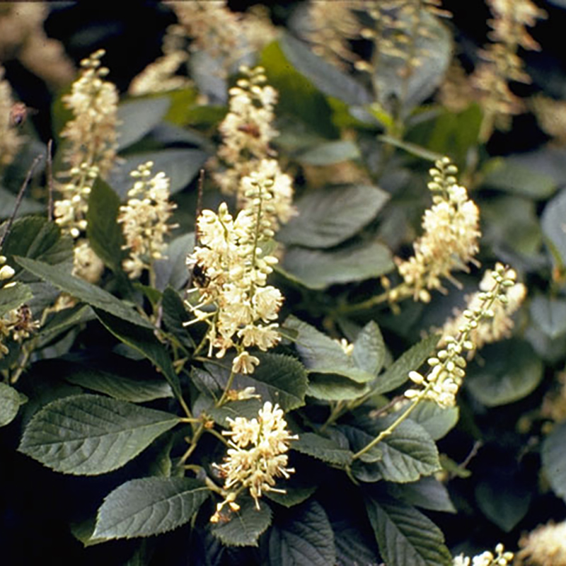 Sweet Pepperbush Sweet Pepperbush