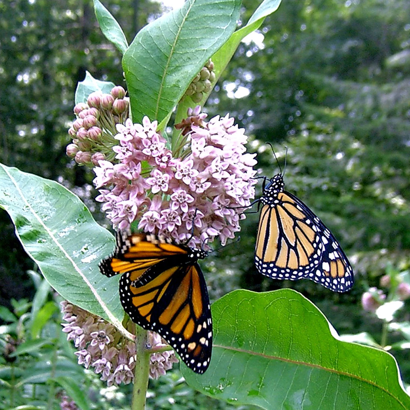 Common Milkweed Common Milkweed