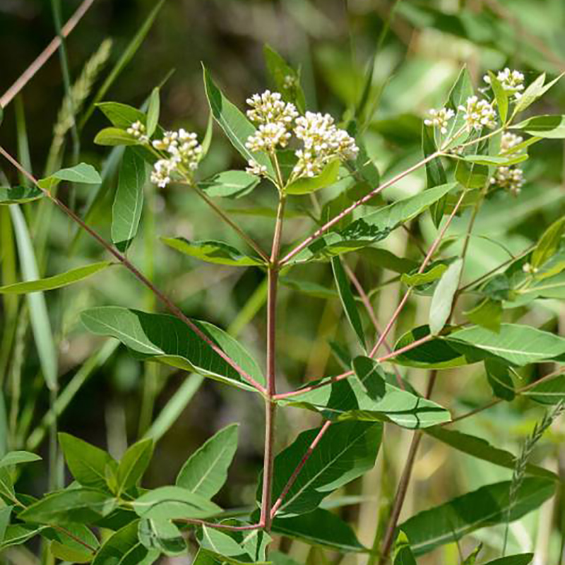 Dogbane Dogbane
