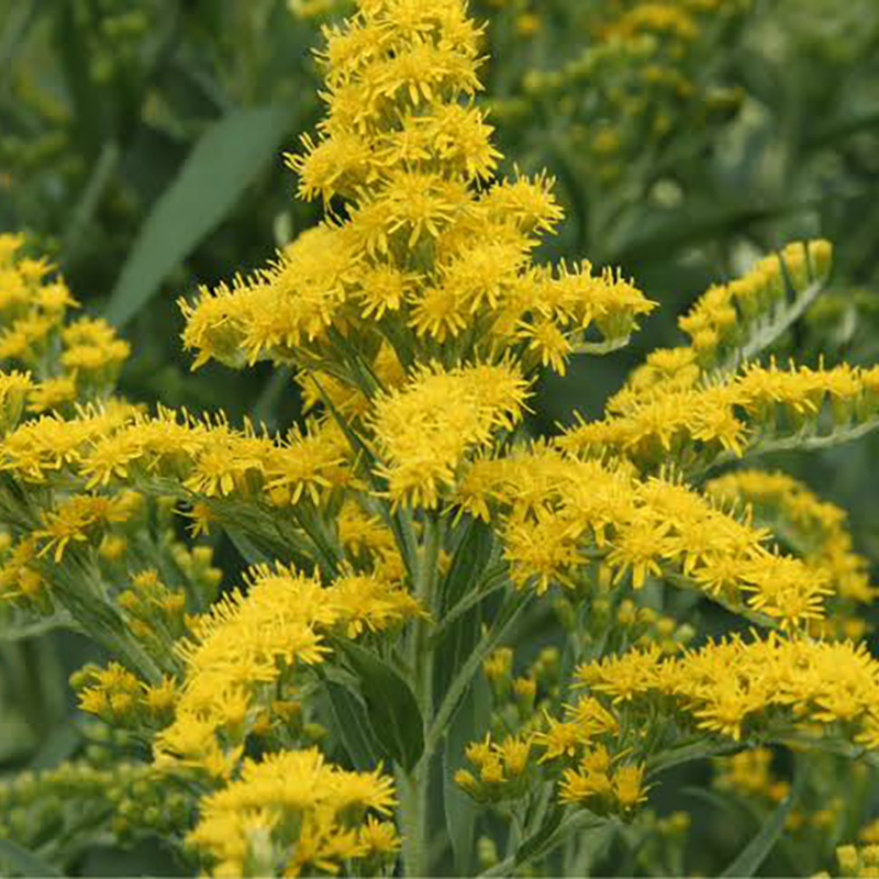 Early Goldenrod Early Goldenrod