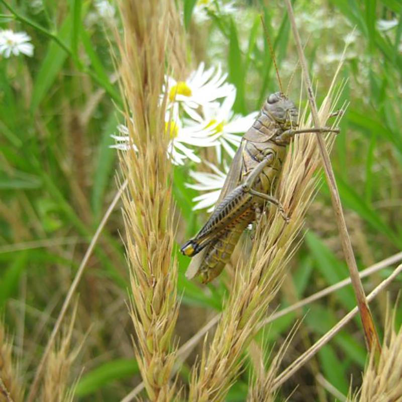 Virginia Wild-Rye Virginia Wild-Rye