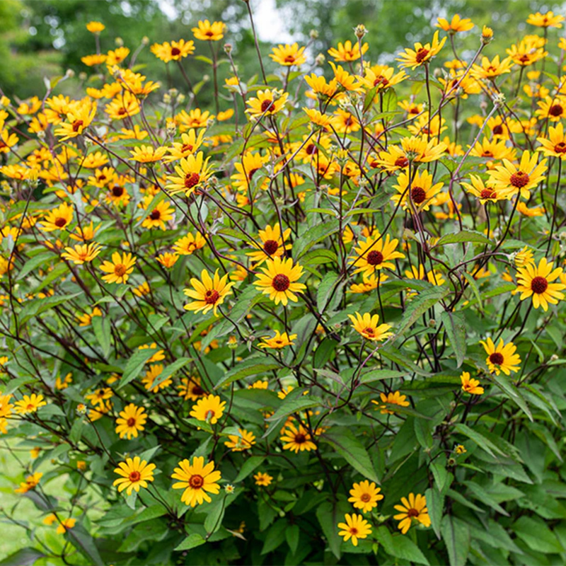 False Sunflower False Sunflower