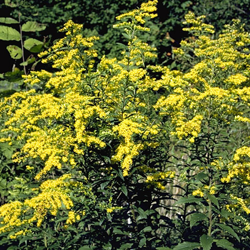 Gray Goldenrod Gray Goldenrod