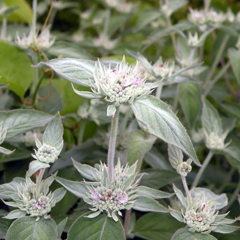 Hoary Mountain Mint Hoary Mountain Mint