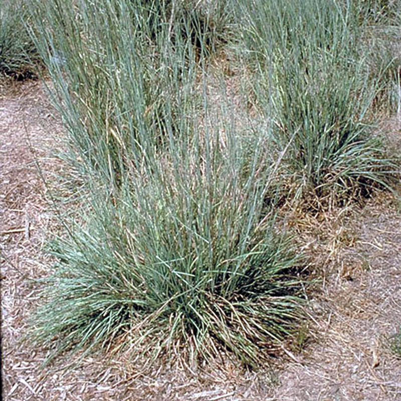 Little Bluestem Little Bluestem